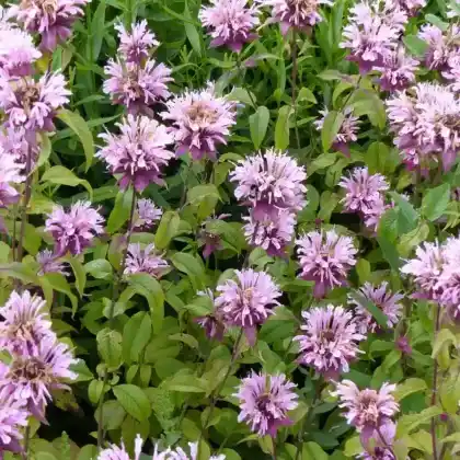 Foto von Indianernessel 'Beauty of Cobham' (Monarda fistulosa 'Beauty of Cobham')