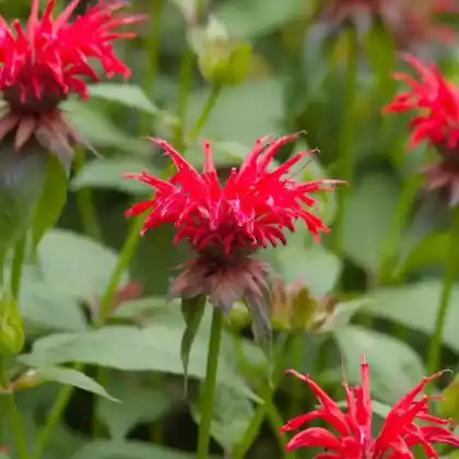 Foto von Indianernessel 'Cambridge Scarlet' (Monarda fistulosa 'Cambridge Scarlet')