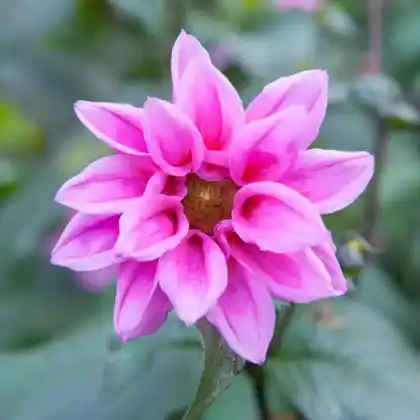 Foto von Japan-Herbst-Anemone 'Bressingham Glow' (Anemone japonica 'Bressingham Glow')