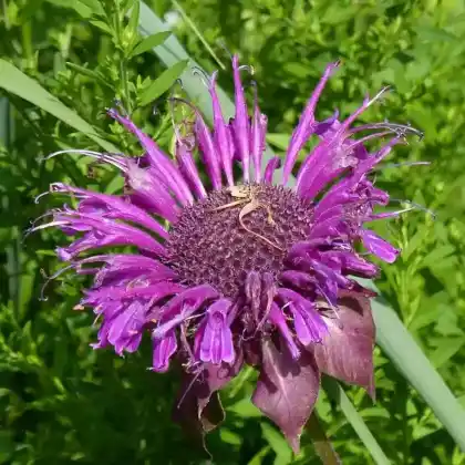 Foto von Indianernessel 'Scorpion' (Monarda fistulosa 'Scorpion')