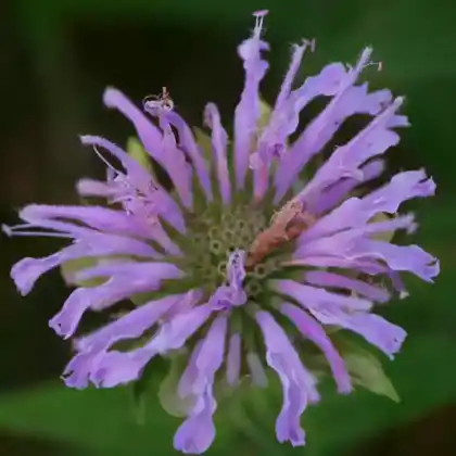Foto von Bergamotte Indianernessel (Monarda fistulosa var. menthifolia)