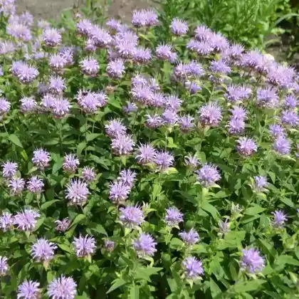 Foto von Indianernessel 'Mohikaner' (Monarda fistulosa var. menthifolia 'Mohikaner')