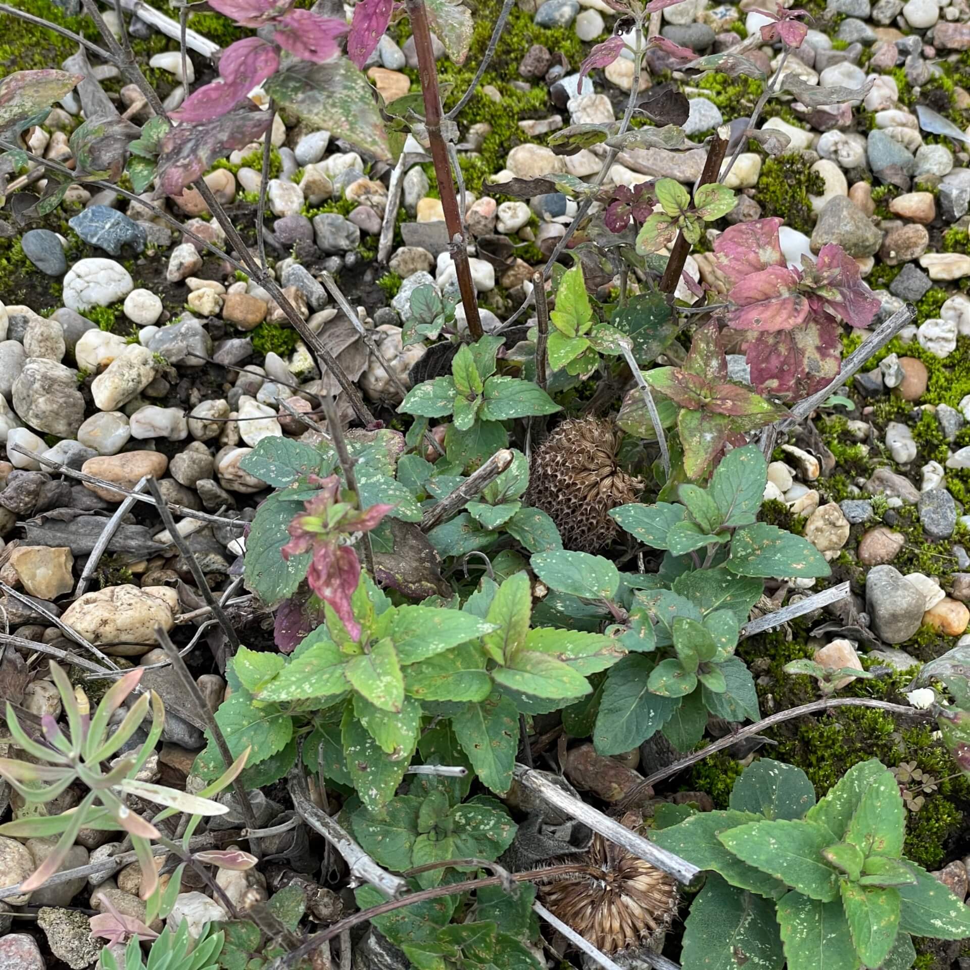 Indianernessel 'Pummel' (Monarda fistulosa var. menthifolia 'Pummel')