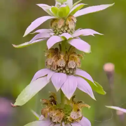 Foto von Pferdeminze (Monarda punctata)