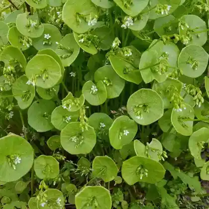 Foto von Gewöhnliche Tellerkraut (Montia perfoliata)