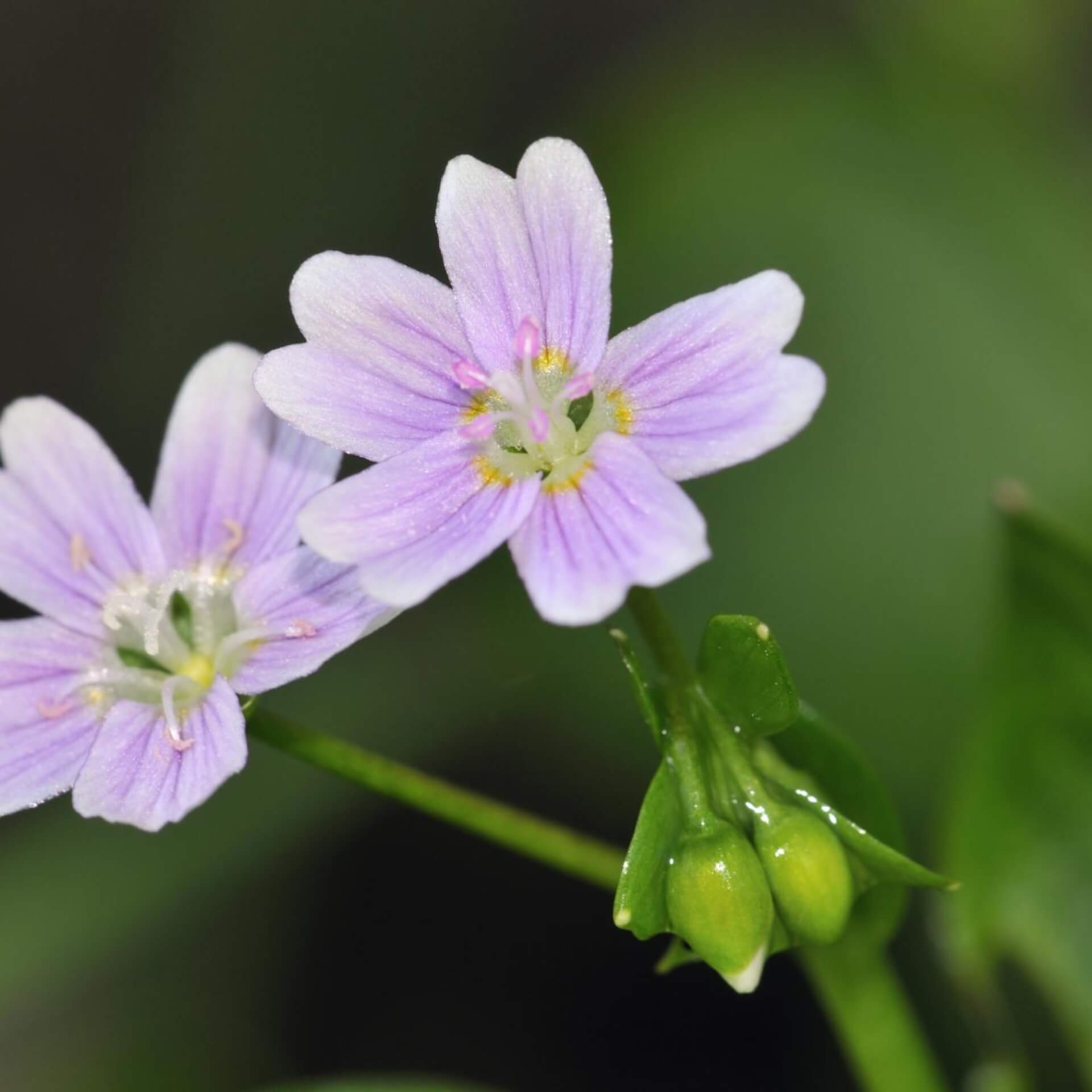 Sibirischer Portulak (Montia sibirica)