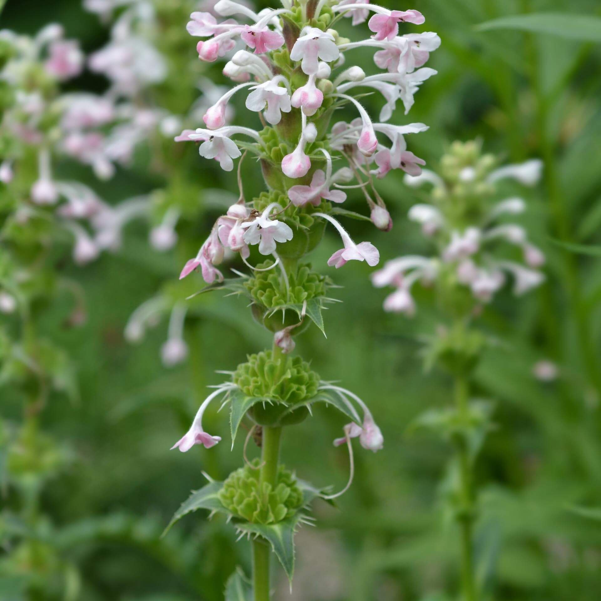 Langblättrige Kardendistel (Morina longifolia)