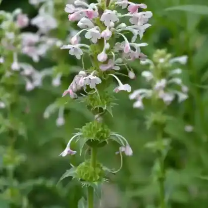 Foto von Langblättrige Kardendistel (Morina longifolia)