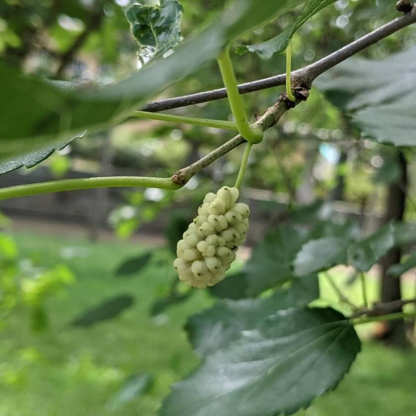 Weißer Maulbeerbaum / Morus alba