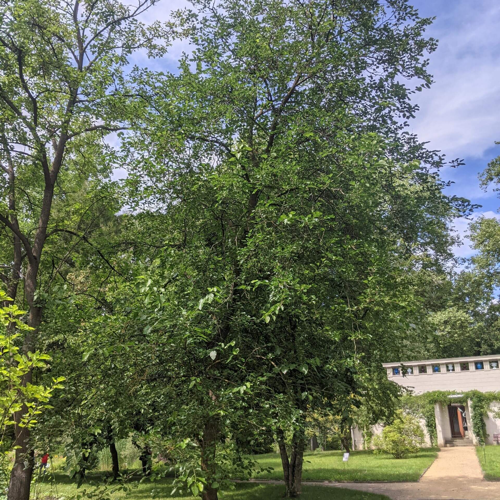 Weißer Maulbeerbaum (Morus alba)