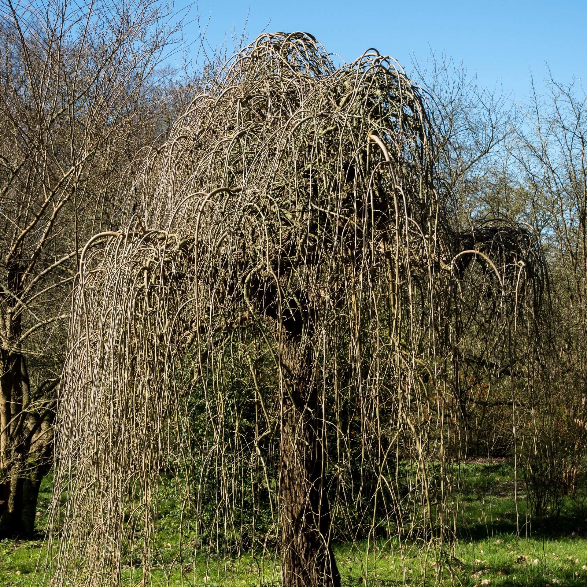 Weißer Maulbeerbaum 'Pendula' (Morus alba 'Pendula')