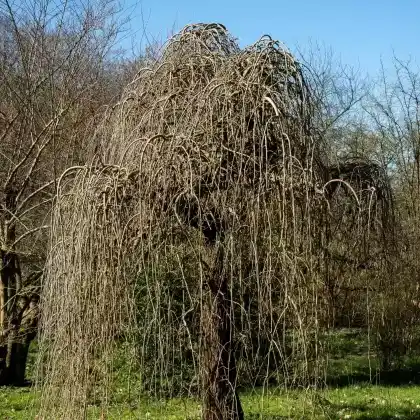 Foto von Weißer Maulbeerbaum 'Pendula' (Morus alba 'Pendula')