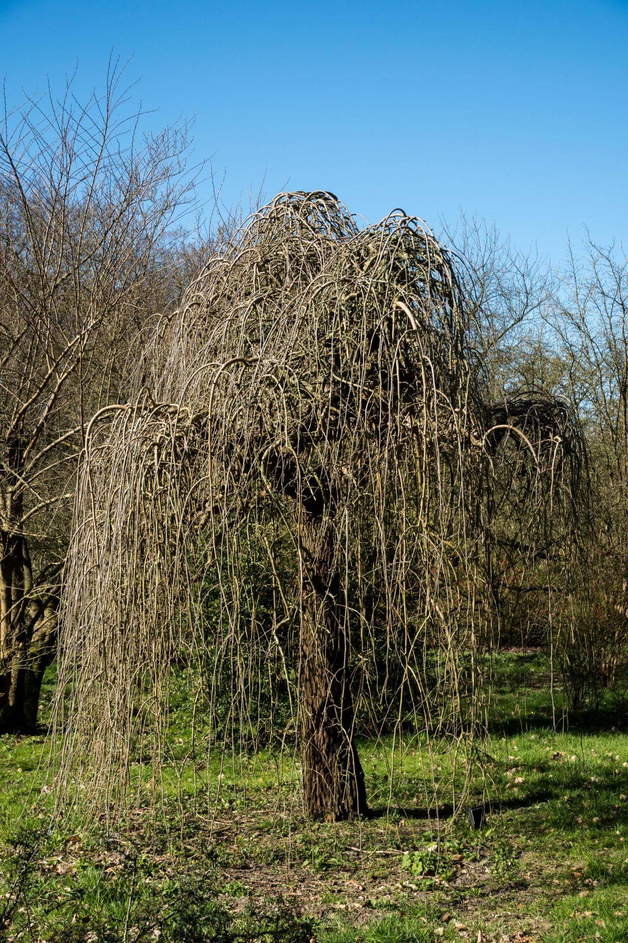 Weißer Maulbeerbaum 'Pendula' / Morus alba 'Pendula'