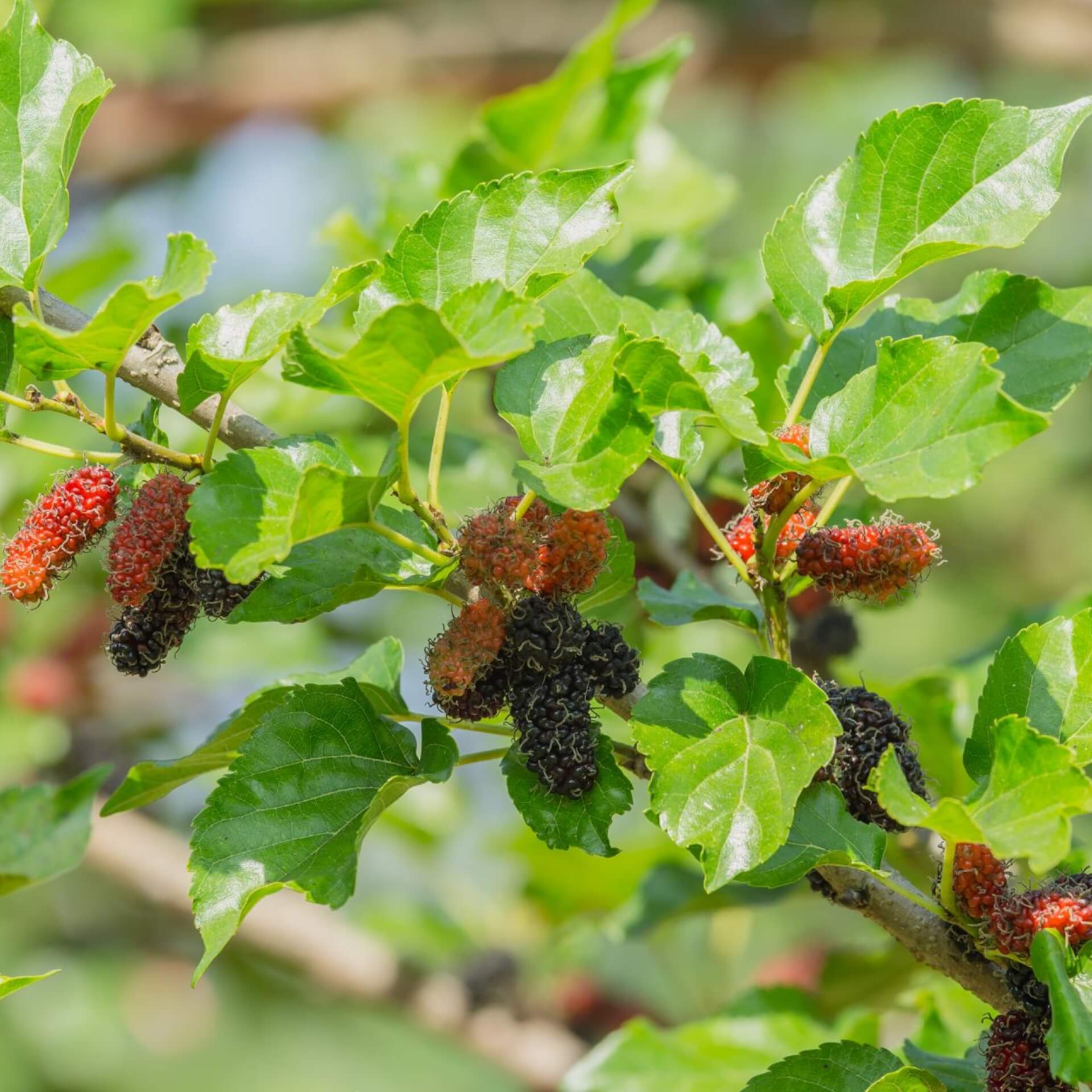 Schwarzer Maulbeerbaum (Morus nigra)