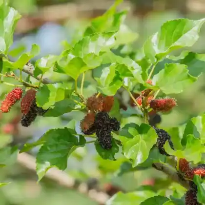 Foto von Schwarzer Maulbeerbaum (Morus nigra)