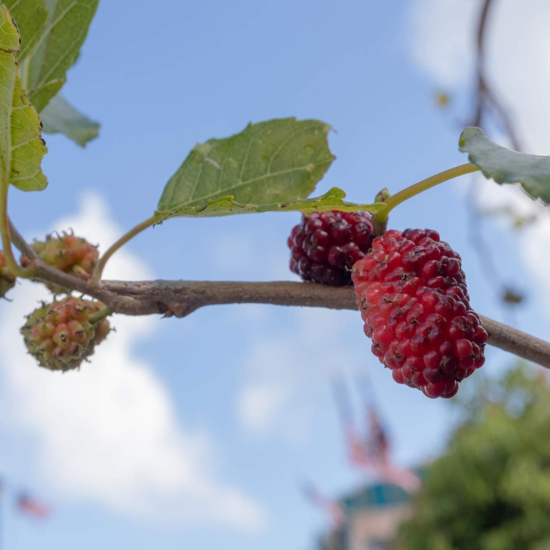 Rote Maulbeere (Morus rubra)