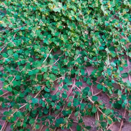 Foto von Schwarzfrüchtiger Drahtstrauch (Muehlenbeckia axillaris)