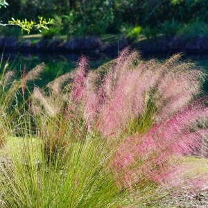 Muhlenbergia capillaris