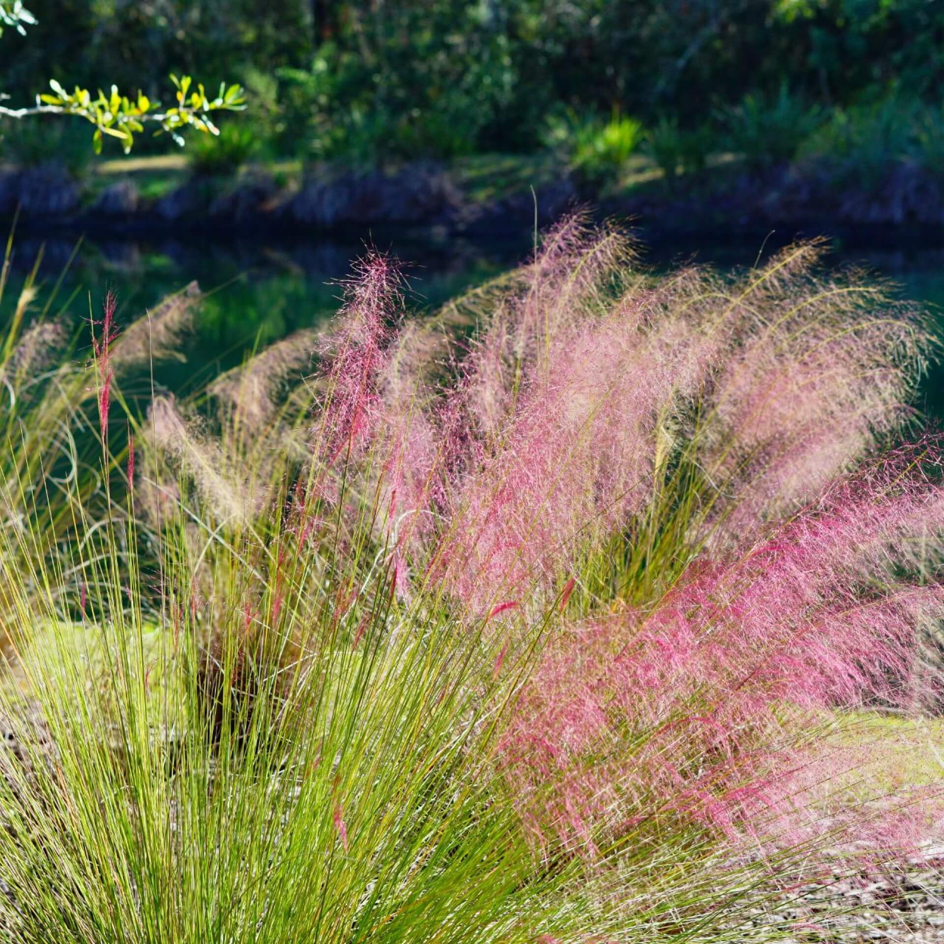 Rosa Haargras (Muhlenbergia capillaris)