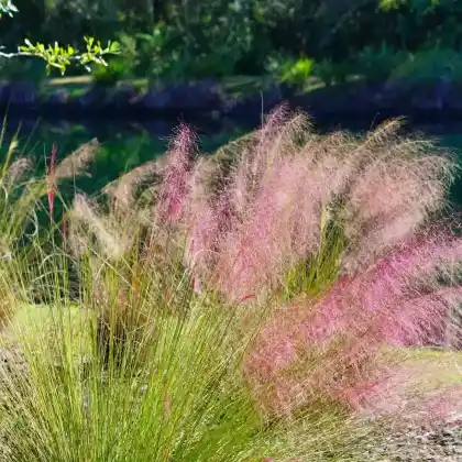 Foto von Rosa Haargras (Muhlenbergia capillaris)