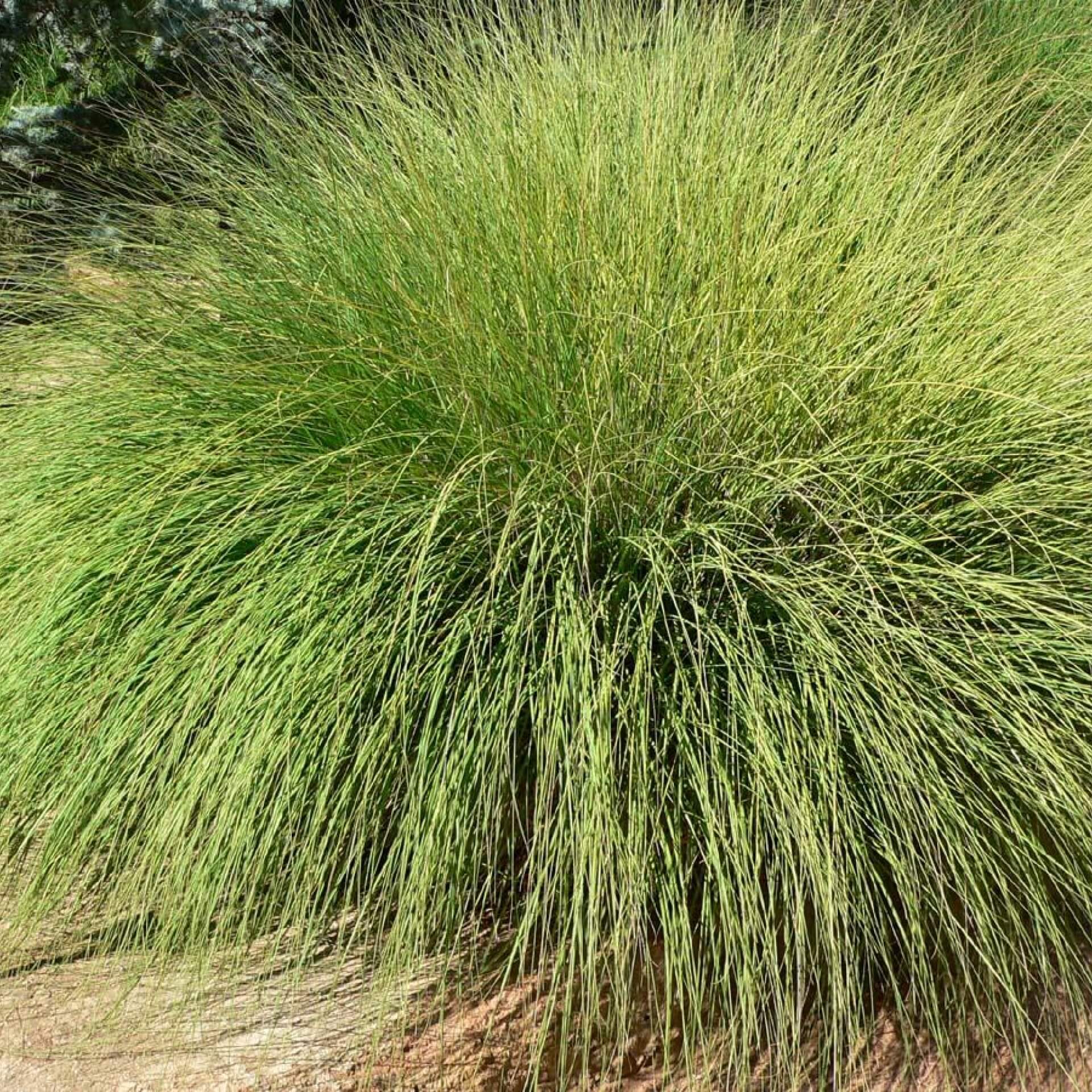 Amerikanisches Hirschgras (Muhlenbergia rigens)