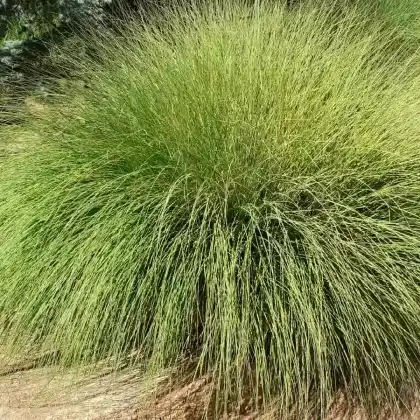 Foto von Amerikanisches Hirschgras (Muhlenbergia rigens)