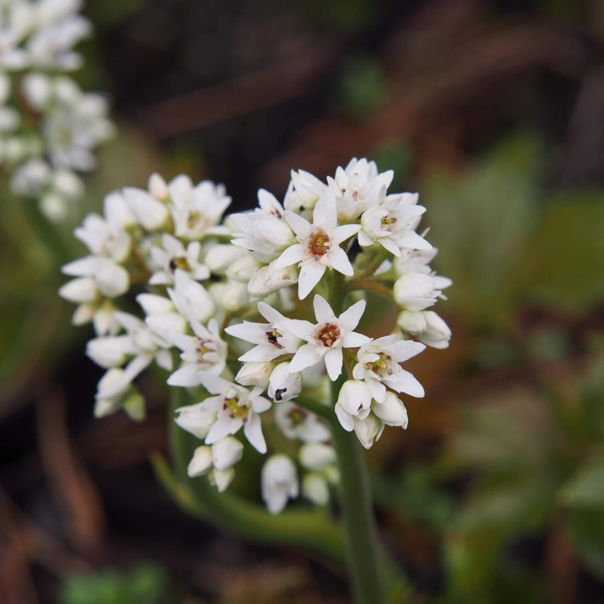 Ahornblatt (Mukdenia rossii)