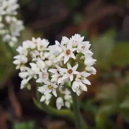 Foto von Ahornblatt (Mukdenia rossii)