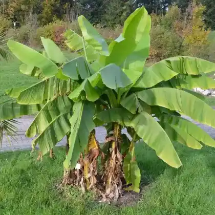 Foto von Japanische Faserbanane (Musa basjoo)