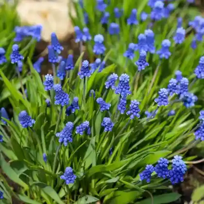 Foto von Armenische Traubenhyazinthe (Muscari armeniacum)