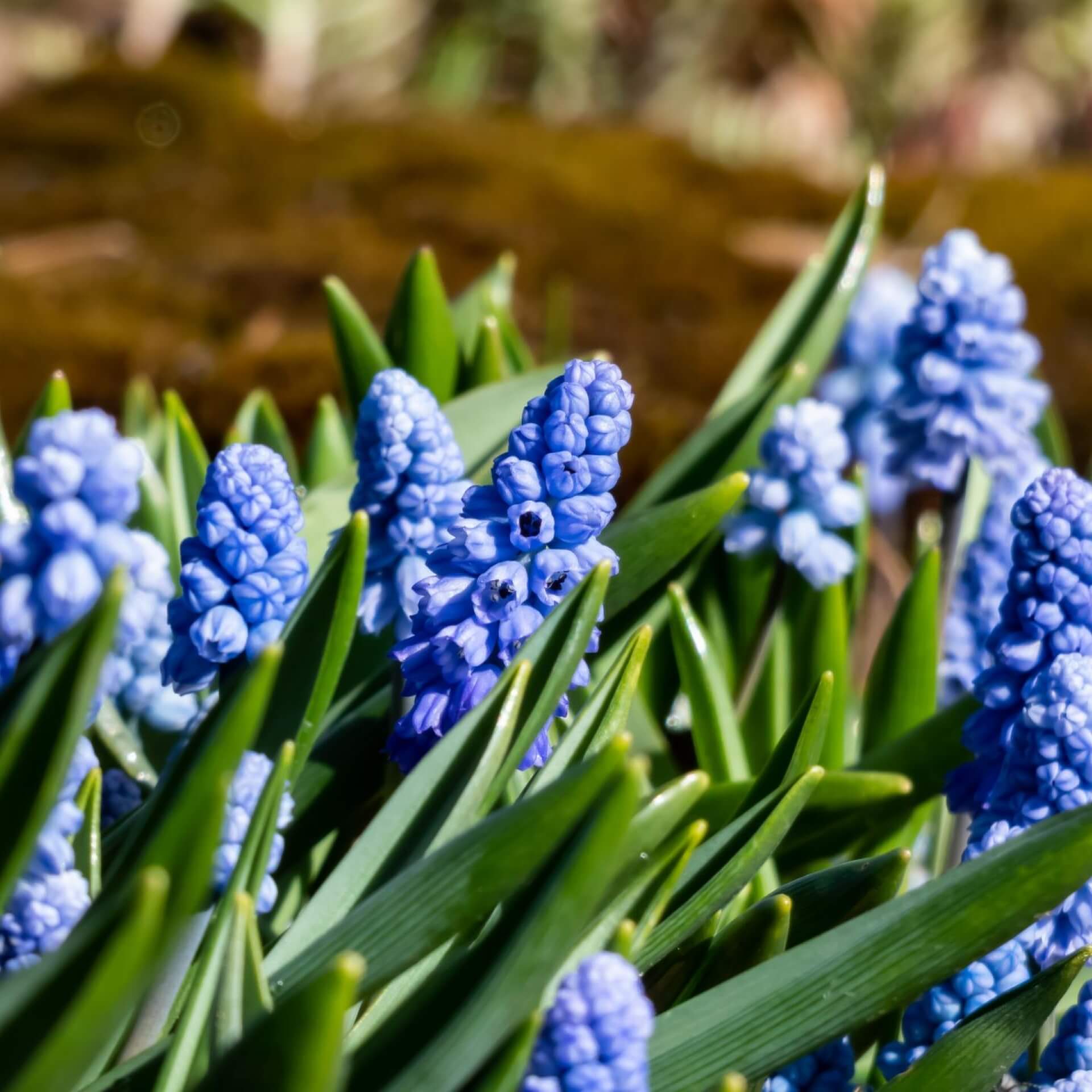 Himmelblaue Traubenhyazinthe (Muscari azureum)