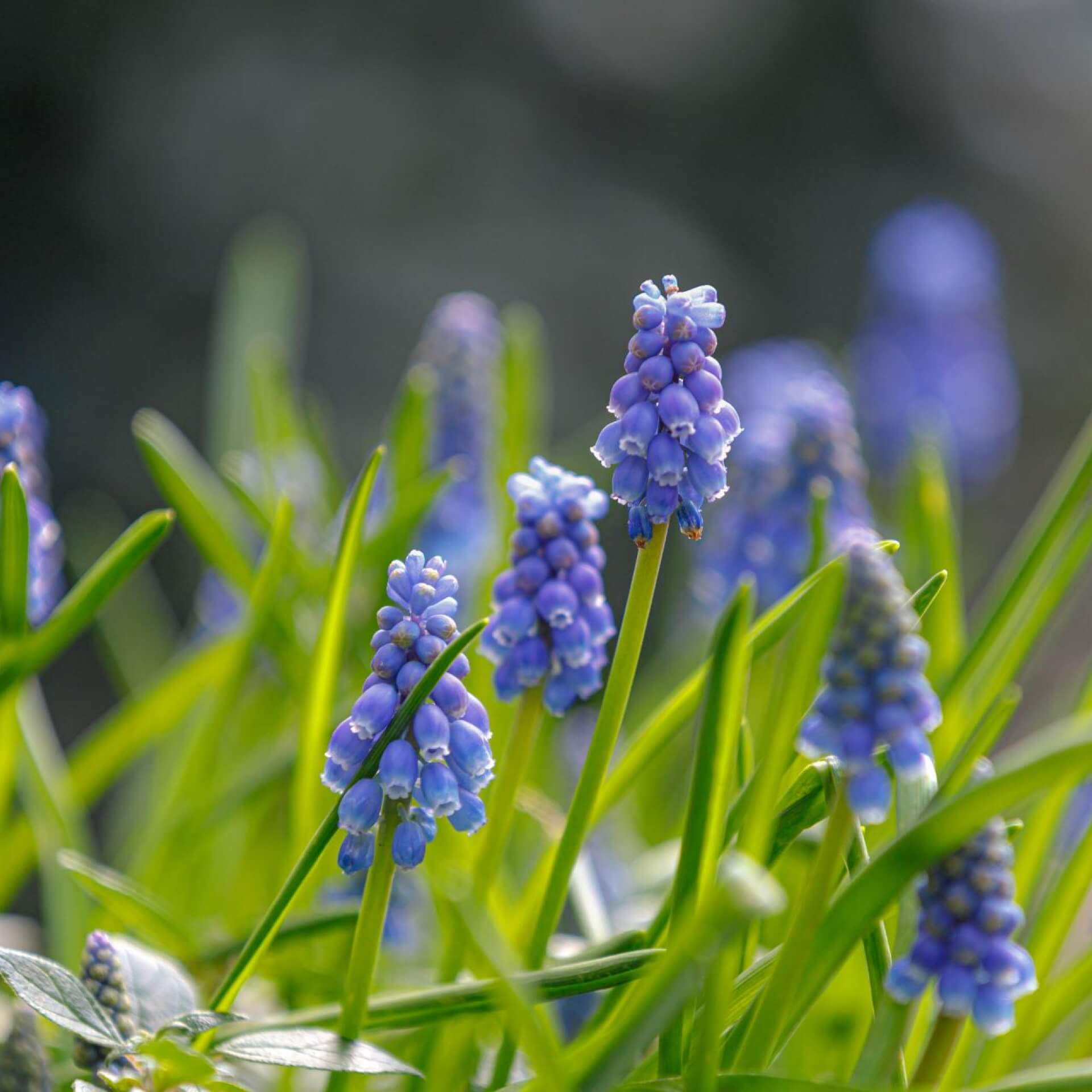 Kleine Traubenhyazinthe (Muscari botryoides)