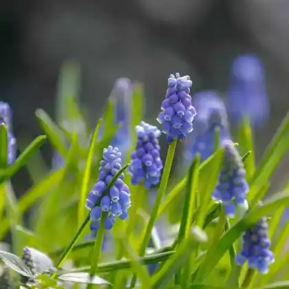 Foto von Kleine Traubenhyazinthe (Muscari botryoides)