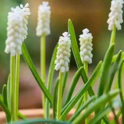 Foto von Kleine Traubenhyazinthe 'Album' (Muscari botryoides 'Album')