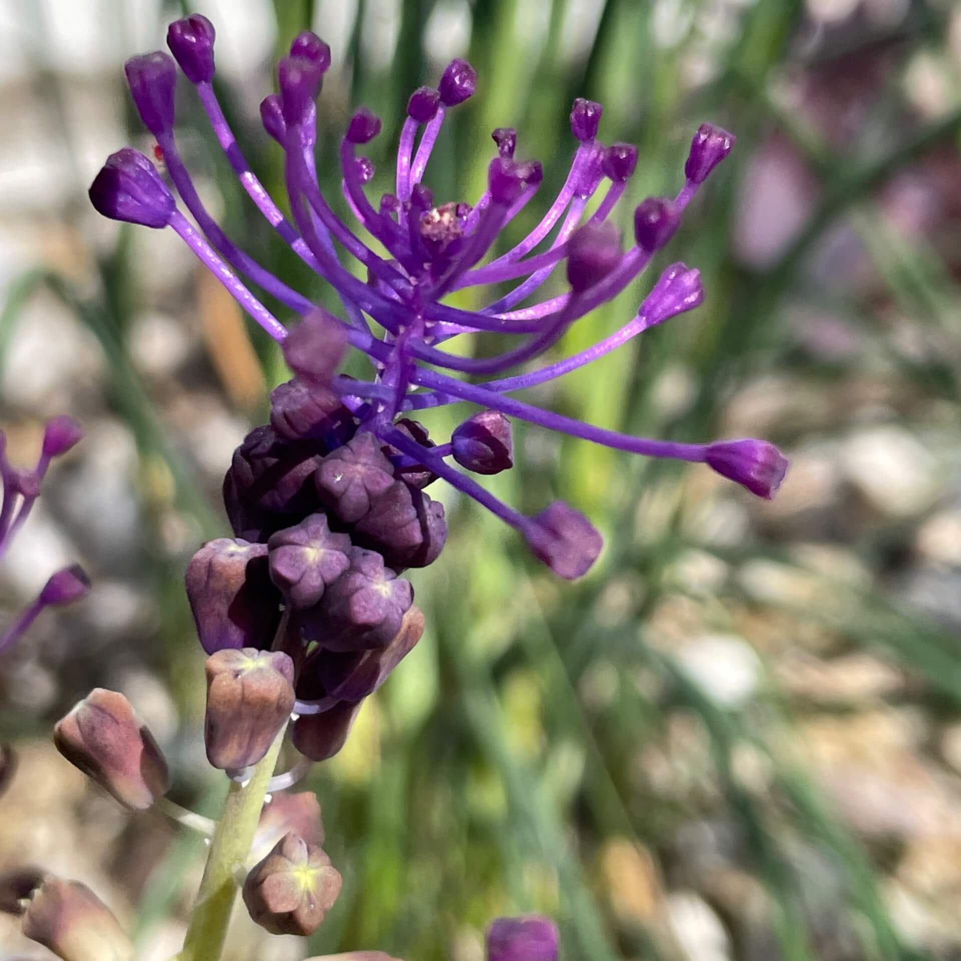 Schopfige Traubenhyazinthe (Muscari comosum)