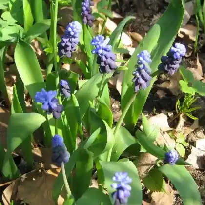 Foto von Breitblättrige Traubenhyazinthe (Muscari latifolium)
