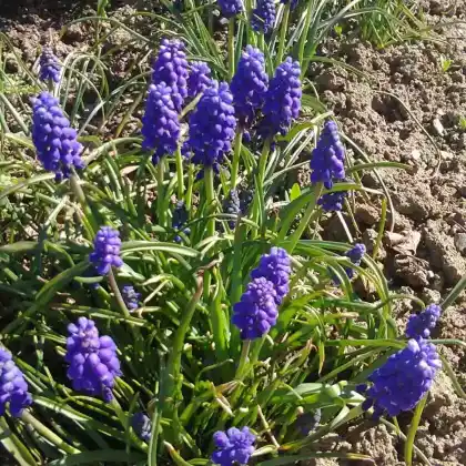 Foto von Weinbergs-Träubel (Muscari neglectum)