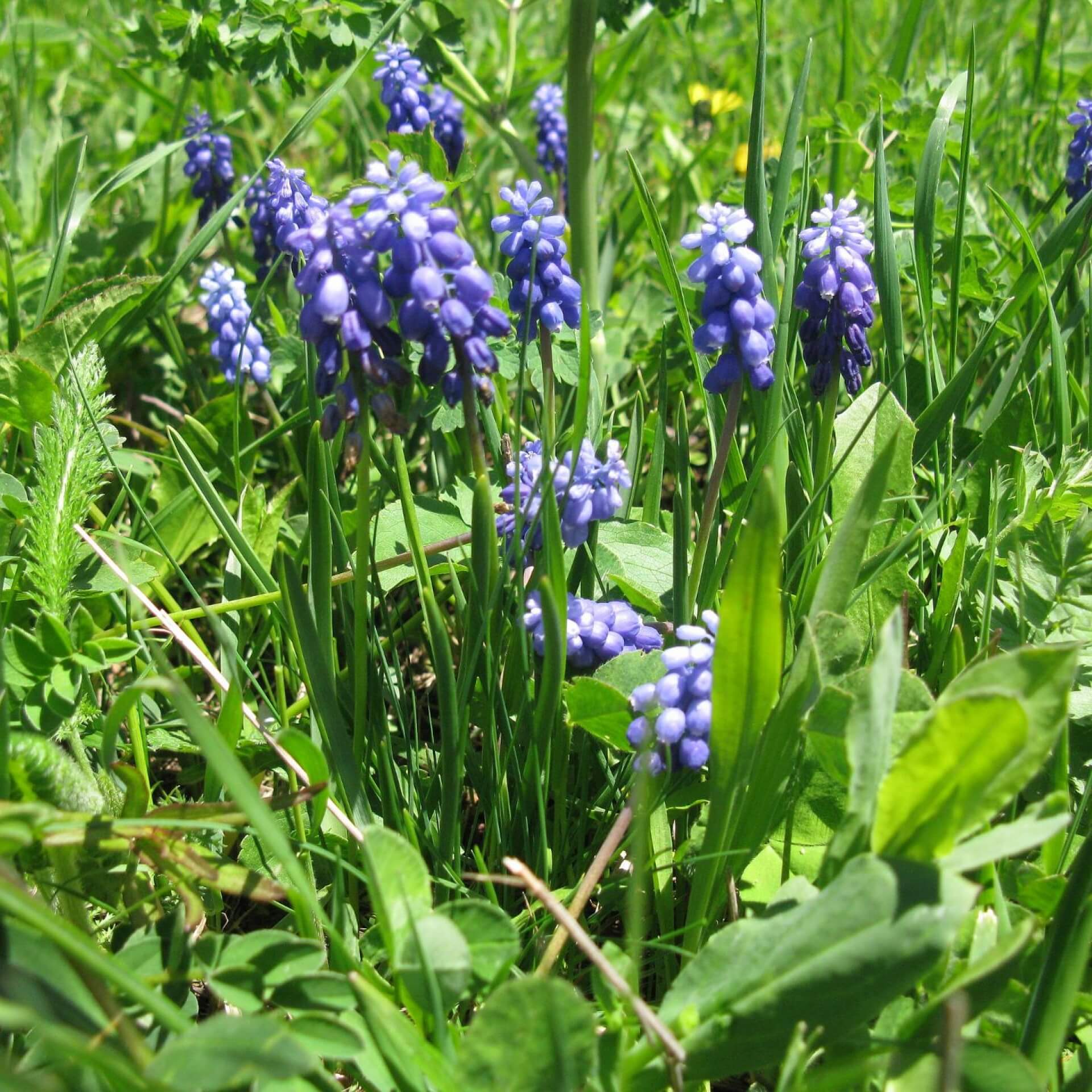 Bienenfreundliche frühblühende Blumenzwiebeln
