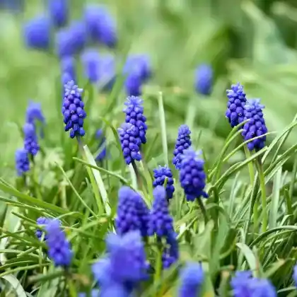 Foto von Große Traubenhyazinthe (Muscari racemosum)