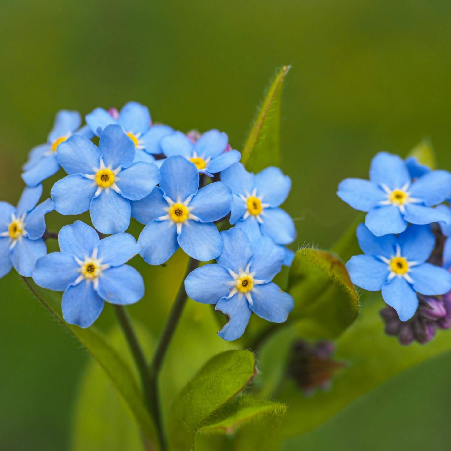 Acker-Vergißmeinnicht (Myosotis arvensis)