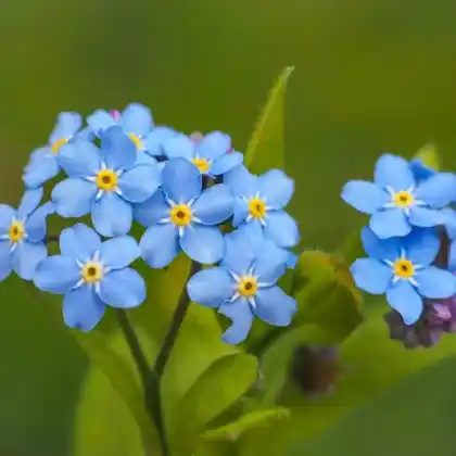Foto von Acker-Vergißmeinnicht (Myosotis arvensis)
