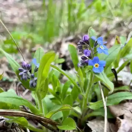 Foto von Sumpf-Vergissmeinnicht (Myosotis palustris)