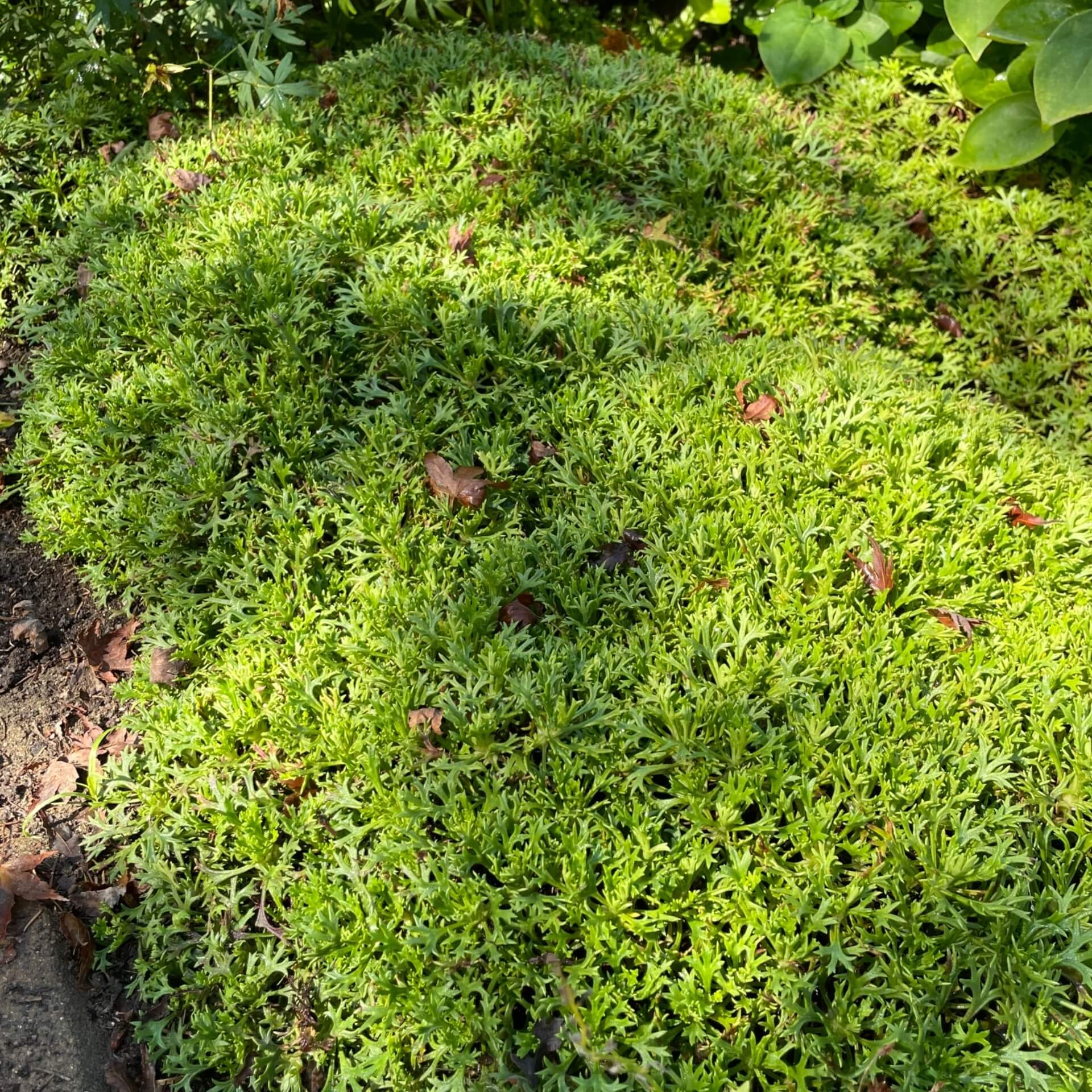 Sumpf-Vergissmeinnicht 'Thüringen' (Myosotis palustris 'Thüringen')