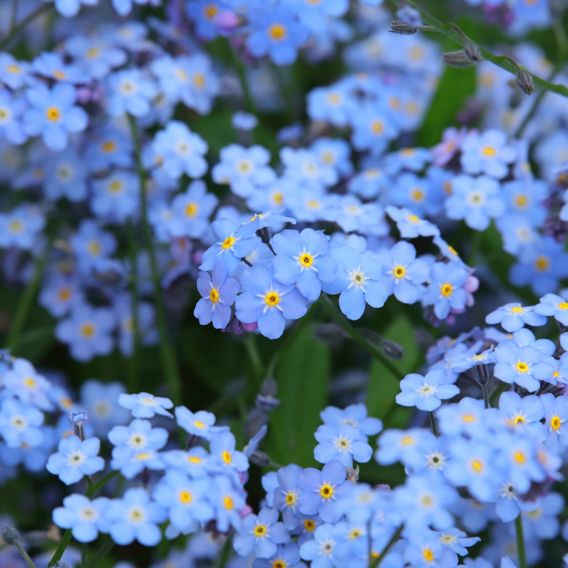 Wald-Vergissmeinnicht (Myosotis sylvatica)