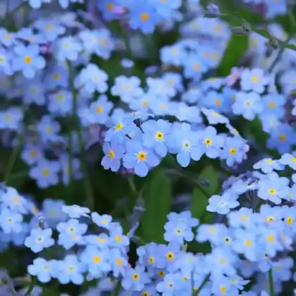 Foto von Wald-Vergissmeinnicht (Myosotis sylvatica)