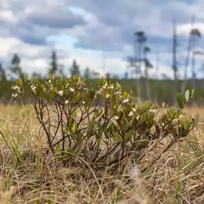 Foto von Moor-Gagel (Myrica gale)