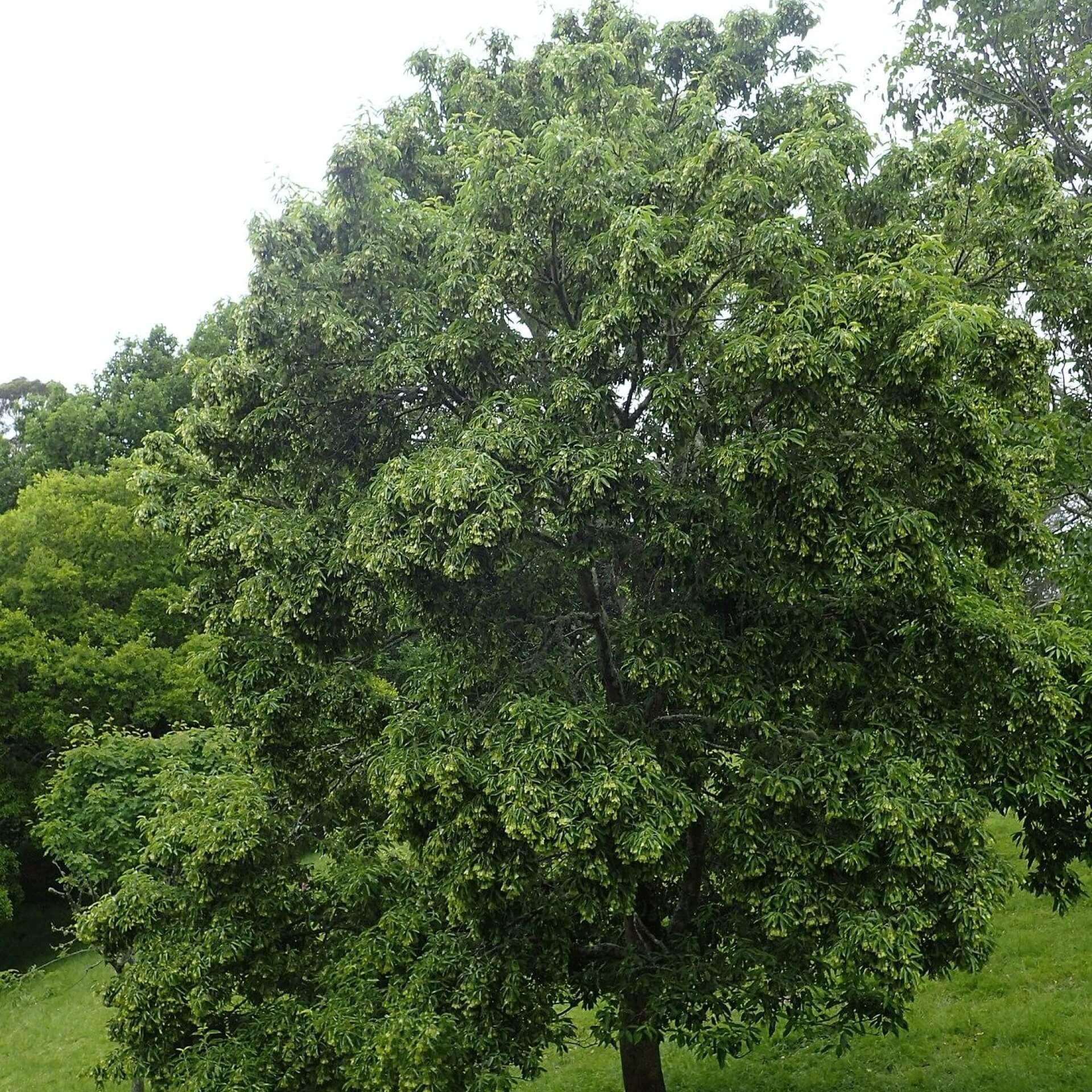 Lederblatt-Ahorn (Acer coriaceifolium)