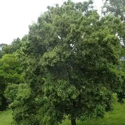Foto von Lederblatt-Ahorn (Acer coriaceifolium)
