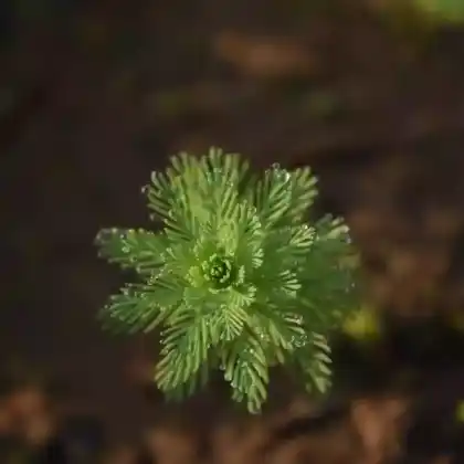 Foto von Brasilianisches Tausendblatt (Myriophyllum aquaticum)