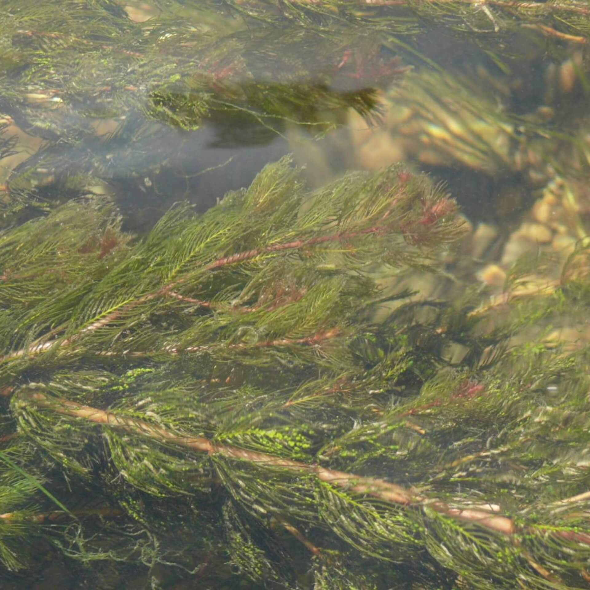 Ähriges Tausendblatt (Myriophyllum spicatum)